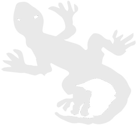 Lizard Charalambos White