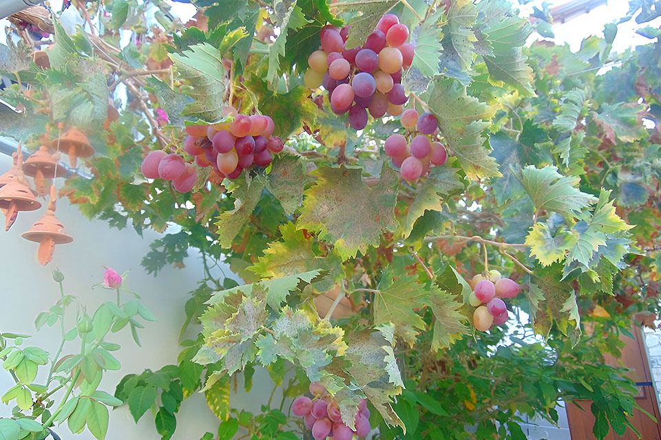 Fruits in Charalambos Cottage gardens
